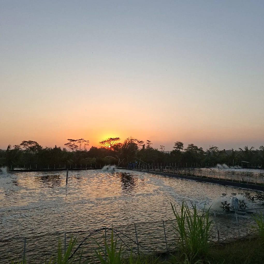Tambak udang Desa Nambangan