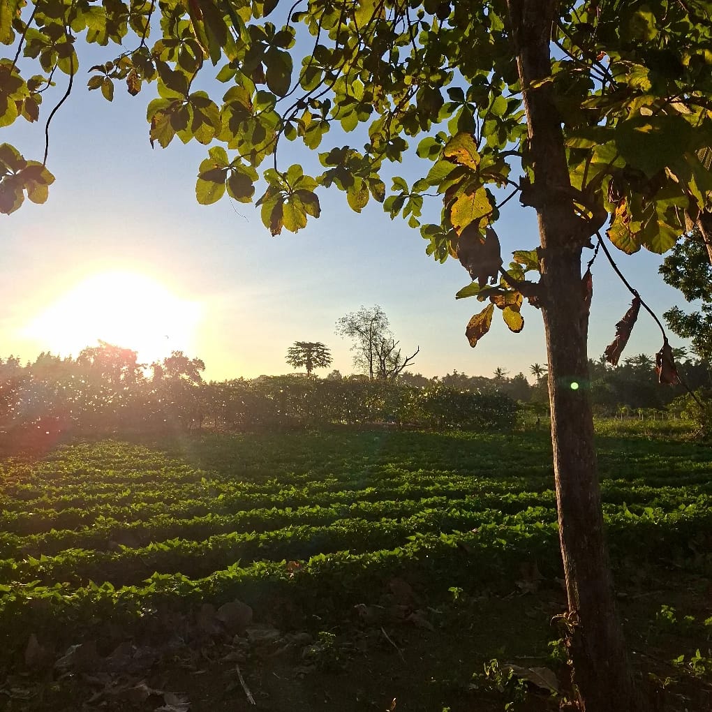 Lahan pertanian Desa Nambangan